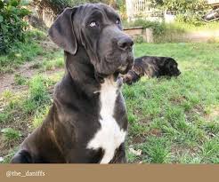 Some kennels are newer to the breed, but have made some solid contributions to the breed as well. Great Dane Mastiff Mix