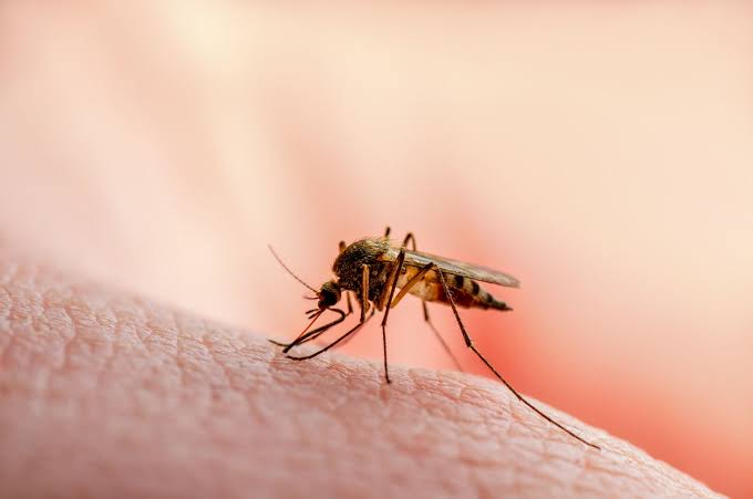 What is West Nile virus and is it found in the UK? – UK Health Security Agency
