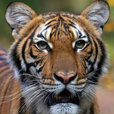 This videos is all about interesting tiger facts. Bronx Zoo Tiger Is Sick With The Coronavirus The New York Times