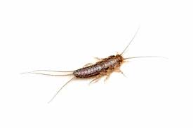Small silver bugs in plant soil. How To Get Rid Of Silverfish Naturally And Keep Them Away For Good