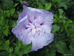 Image result for Hibiscus syriacus Violet Clair Double