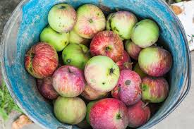 Pin By Paul Bloom On Gardening And Plants Apple Chutney Recipe Apple Chutney Apple