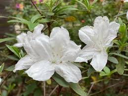 Image result for Rhododendron pulchrum
