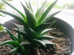 What do you use it most for? Is This A Aloe Vera Plant Gardening Landscaping Stack Exchange