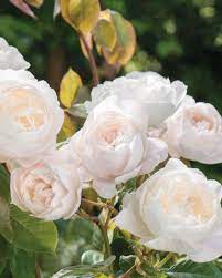 Maybe you would like to learn more about one of these? Desdemona Bouquet In 2021 David Austin Roses Shrub Rose David Austin Climbing Roses