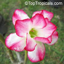 Pin On Adenium