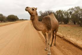 Camels can be worth as low as hundreds to as high as thousands. Camels Of The Australian Outback