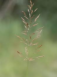 Image result for Agrostis continuata