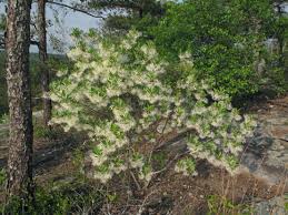 Image result for Chionanthus