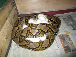 Check spelling or type a new query. Snake Reptileshop