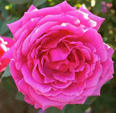 Miranda Lambert Hybrid Tea Rose Photo Credit Certified Roses Hybrid Tea Roses Tea Roses Rose Varieties