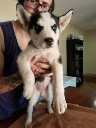 Search for local alaskan husky or find alaskan husky information by clicking below search our free alaskan husky breeders directory, the largest breeder directory in the united states and canada. Pin On Puppies For Sale