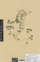 Image result for Viola abyssinica