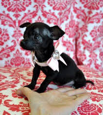 The rounded apple head is a breed hallmark. Micro Teacup Chihuahua Puppies Teacup Chihuahua Teacup Chihuahua Puppies Chihuahua