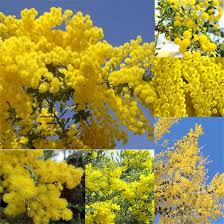 Image result for Acacia karroo