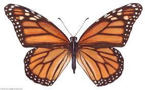 We did not find results for: Monarch Butterfly Life Cycle Caterpillar Migration Facts Britannica