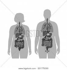 Check out amazing internal_organs artwork on deviantart. Vector Isolated Vector Photo Free Trial Bigstock