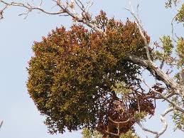 Image result for Viscaceae