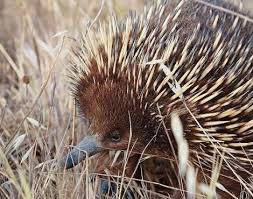 Echidnas Are Known Better As Spiny Anteaters Although They Are Not Related To Them Besides That Fact That Both Ante Echidna Australian Animals Spiny Anteater