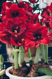 How To Grow An Amaryllis Indoors For Stunning Winter Blooms Amaryllis Plant Amaryllis Bulbs Christmas Plants