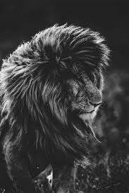 Black And White Photos Of Wild Animals Theworldofcorneliaguest Animals Wild Animals Beautiful Animals