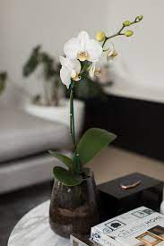 7 Ways To Display Indoor Plants Style Curator Plant In Glass Indoor Orchids Indoor Plants