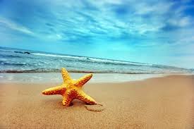 Starfish Images Free Stock Photos Download 27 Free Stock Photos For Commercial Use Format Hd High Resolution Jpg Images Wallpapers tagged with this tag. starfish images free stock photos