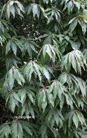 Image result for Lauraceae