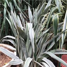 Image result for Sansevieria metallica