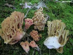 Image result for Sericorema remotiflora