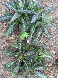 Image result for Gynura pseudochina