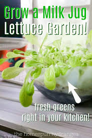 This helps to prevent fungal diseases such as damping off. How To Make A Milk Jug Lettuce Garden For Your Kitchen