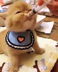 Animals Animals Lindos Filhotes Animais Bebes Gatinhos Fofos