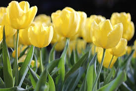 Gambar bunga cantik dan indah lengkap. Mengenal Makna Bunga Tulip Berdasarkan Warnanya Halaman All Kompas Com