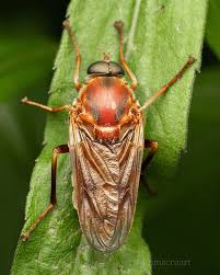 Image result for Rinorea ferruginea