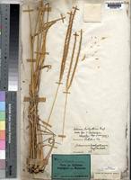 Image result for Ischaemum afrum