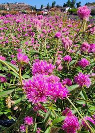 Image result for Gomphrena globosa