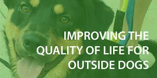 However, if your neighbor said fido or rover, you instantly know they are referencing a dog, a cat doesn't even cross your mind. Fido Friends Of Indianapolis Dogs Outside