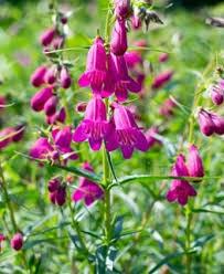 A hybrid native perennial, this variety holds up to heat and drought thanks to. Penstemon How To Grow And Care For Beardtongue Plants Garden Design