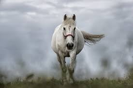How to set wallpaper on your desktop? Image Of White Horse Front Free Photo 100009946