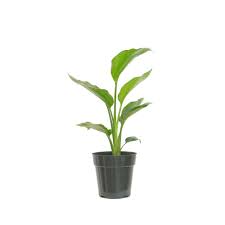 United Nursery White Bird Of Paradise Live Indoor Strelitzia Nicolai Plant Shipped In 6 In Grower Pot 24710 The Home Depot Plants Birds Of Paradise Plant Big Indoor Plants