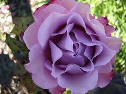Deep infrequent water • fertilizers: Angel Face My Favorite Rose Purple Roses Rose Beautiful Flowers