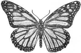 Set of six black butterflies contours over white. White Butterflies Drawing Novocom Top
