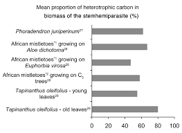 Image result for Tapinanthus dependens