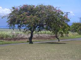 Image result for Cassia agnes