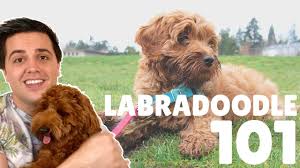 You can read different guides and watch videos. Labradoodle Grooming Guide 11 Simple Australian Labradoodle Grooming Tips For Easy Diy Grooming Oodle Life