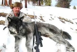 Wolves Shoot On Sight 365 Days A Year Lobowatch That is a big flaw as is the lengthy interrogations and the overall length of the film.