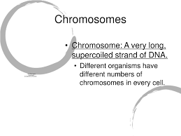 Maybe you would like to learn more about one of these? Ppt Chromosomes Powerpoint Presentation Free Download Id 5124459