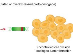 Image result for Oncogene