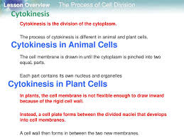 The cell is completely divided in two by the end of as the nucleoli forms, the cell's cytoplasm begins to divide. Lesson Overview Phases Of Mitosis Ppt Download